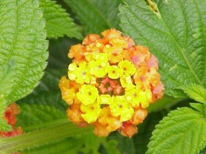 Lantana camara - лантана шиповатая